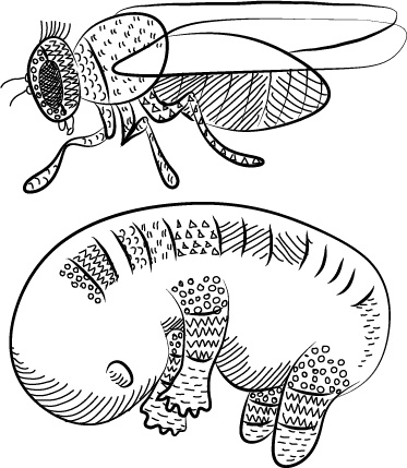 Иллюстрация к книге — Невероятная случайность бытия. Эволюция и рождение человека [i_048.jpg]