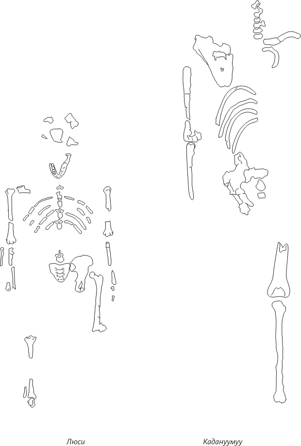 Иллюстрация к книге — Невероятная случайность бытия. Эволюция и рождение человека [i_057.jpg]