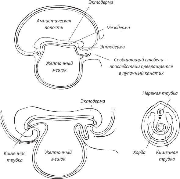 Иллюстрация к книге — Невероятная случайность бытия. Эволюция и рождение человека [i_062.jpg]