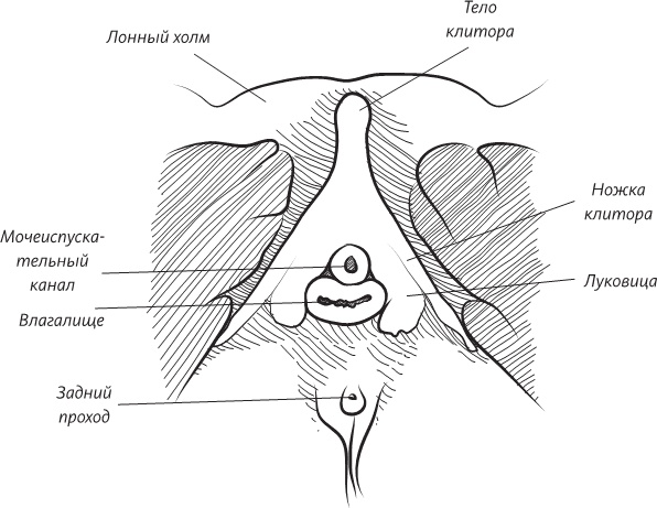 Иллюстрация к книге — Невероятная случайность бытия. Эволюция и рождение человека [i_065.jpg]