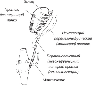 Иллюстрация к книге — Невероятная случайность бытия. Эволюция и рождение человека [i_070.jpg]