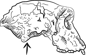 Иллюстрация к книге — Невероятная случайность бытия. Эволюция и рождение человека [i_077.jpg]