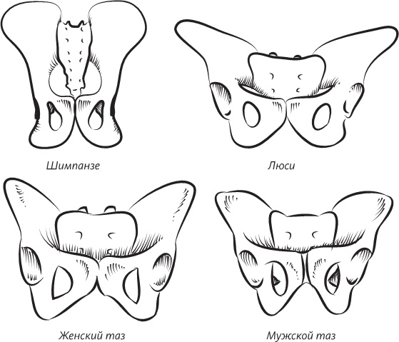 Иллюстрация к книге — Невероятная случайность бытия. Эволюция и рождение человека [i_078.jpg]
