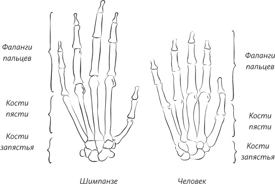 Иллюстрация к книге — Невероятная случайность бытия. Эволюция и рождение человека [i_085.jpg]