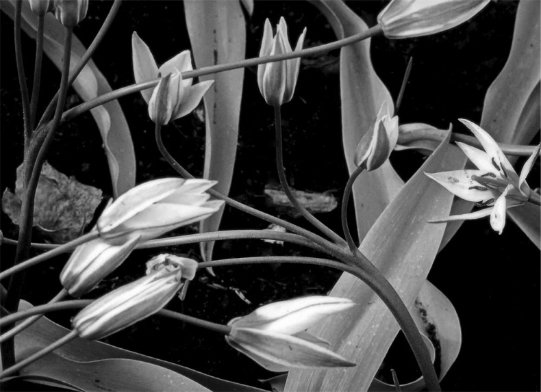 Иллюстрация к книге — Все сказки старого Вильнюса. Начало [i_011.jpg]