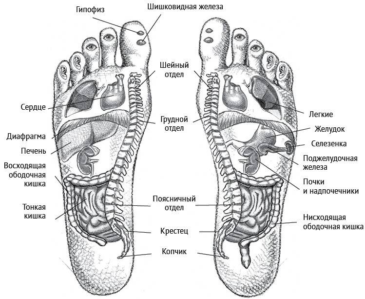Иллюстрация к книге — Йога тонкого тела. Руководство по физической и энергетической анатомии йоги [i_005.jpg]
