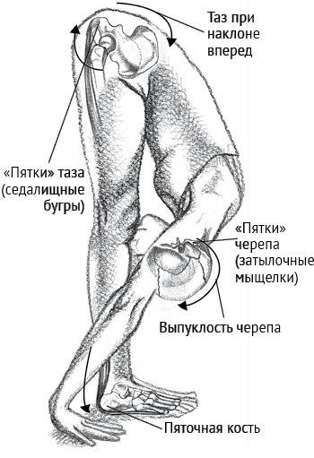 Иллюстрация к книге — Йога тонкого тела. Руководство по физической и энергетической анатомии йоги [i_013.jpg]