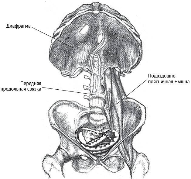 Иллюстрация к книге — Йога тонкого тела. Руководство по физической и энергетической анатомии йоги [i_014.jpg]
