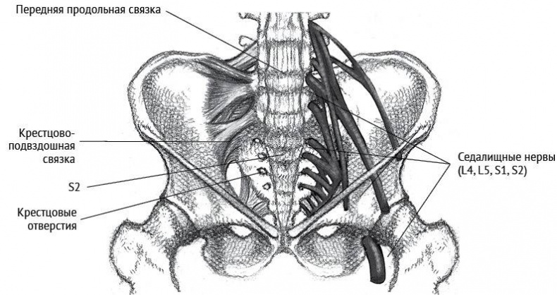 Иллюстрация к книге — Йога тонкого тела. Руководство по физической и энергетической анатомии йоги [i_019.jpg]