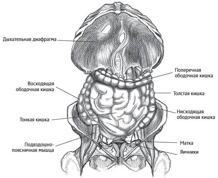 Иллюстрация к книге — Йога тонкого тела. Руководство по физической и энергетической анатомии йоги [i_021.jpg]
