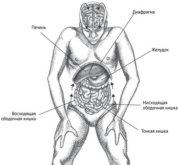 Иллюстрация к книге — Йога тонкого тела. Руководство по физической и энергетической анатомии йоги [i_026.jpg]