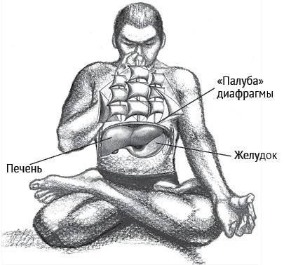 Иллюстрация к книге — Йога тонкого тела. Руководство по физической и энергетической анатомии йоги [i_028.jpg]