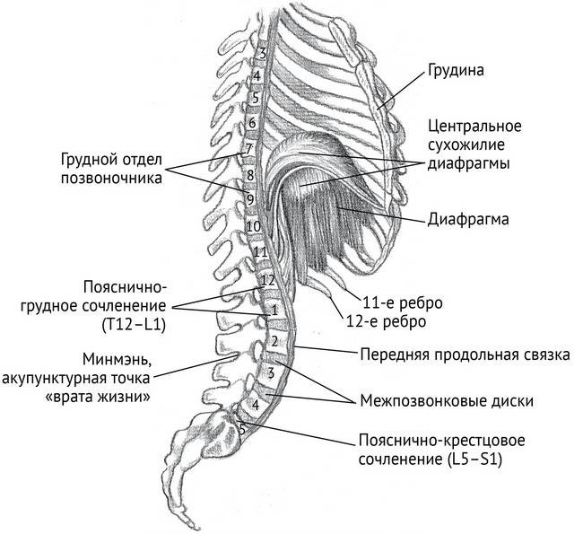 Иллюстрация к книге — Йога тонкого тела. Руководство по физической и энергетической анатомии йоги [i_029.jpg]