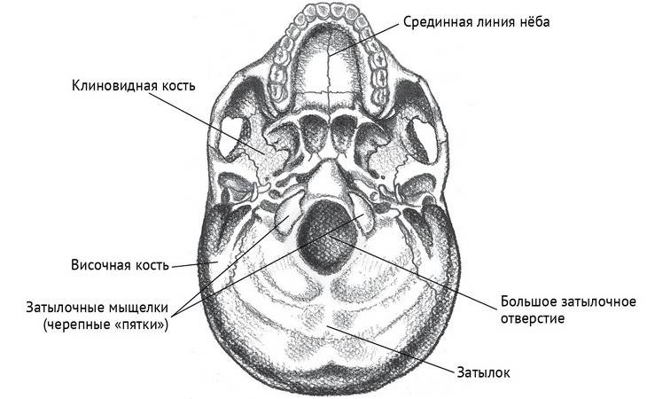 Иллюстрация к книге — Йога тонкого тела. Руководство по физической и энергетической анатомии йоги [i_043.jpg]