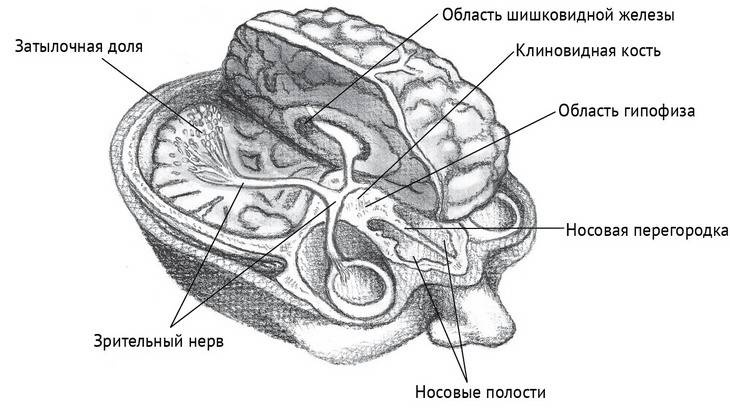 Иллюстрация к книге — Йога тонкого тела. Руководство по физической и энергетической анатомии йоги [i_048.jpg]
