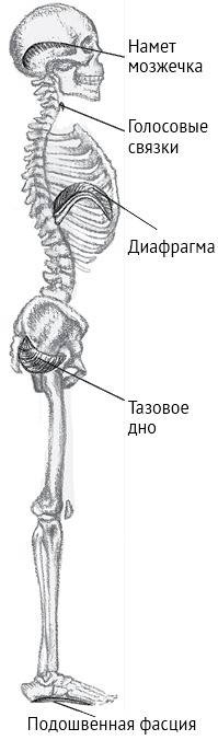 Иллюстрация к книге — Йога тонкого тела. Руководство по физической и энергетической анатомии йоги [i_049.jpg]