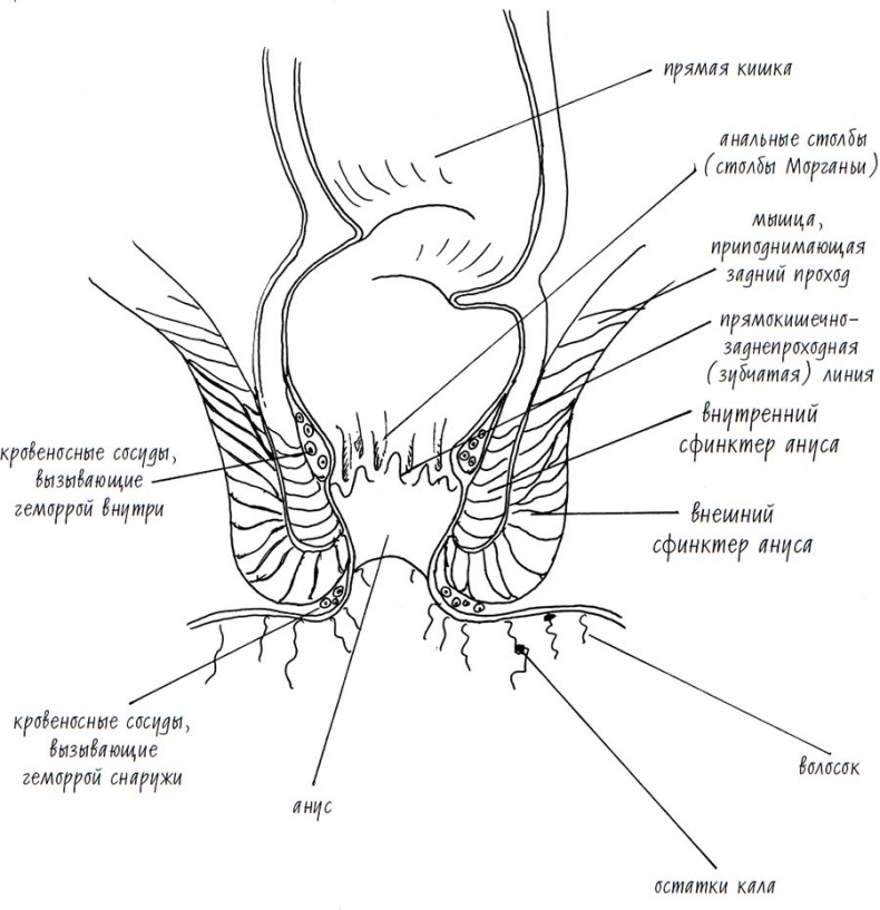 Иллюстрация к книге — Wow, anus! Неожиданные откровения о том самом месте [i_007.jpg]