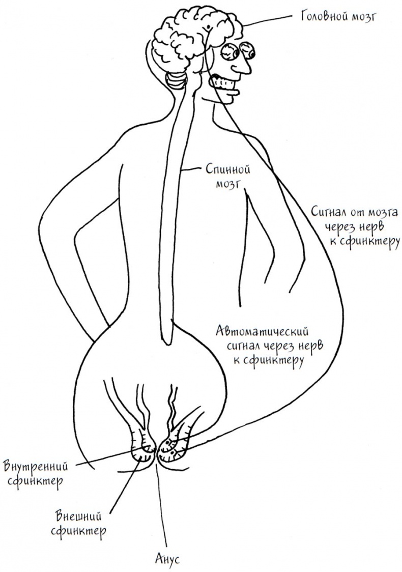 Иллюстрация к книге — Wow, anus! Неожиданные откровения о том самом месте [i_008.jpg]
