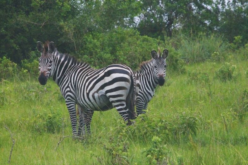 Иллюстрация к книге — Что такое Африка [i_037.jpg]