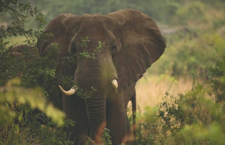 Иллюстрация к книге — Что такое Африка [i_038.jpg]