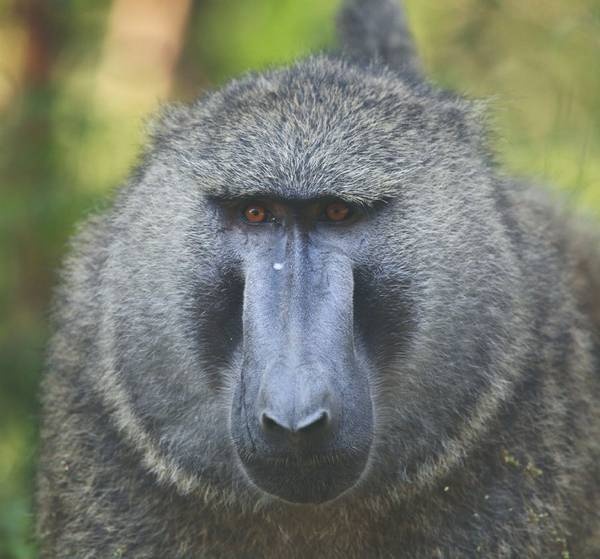 Иллюстрация к книге — Что такое Африка [i_044.jpg]