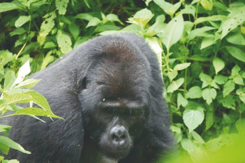 Иллюстрация к книге — Что такое Африка [i_046.jpg]