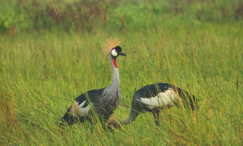 Иллюстрация к книге — Что такое Африка [i_052.jpg]