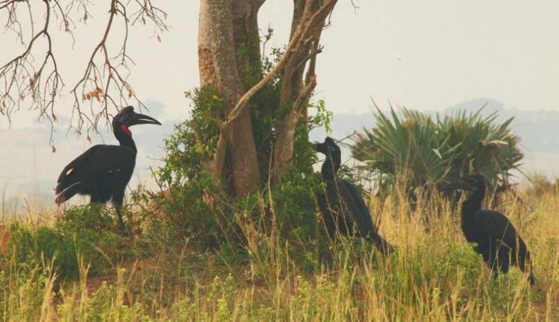Иллюстрация к книге — Что такое Африка [i_055.jpg]