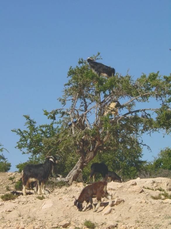 Иллюстрация к книге — Что такое Африка [i_057.jpg]