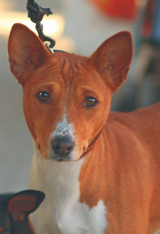 Иллюстрация к книге — Что такое Африка [i_058.jpg]