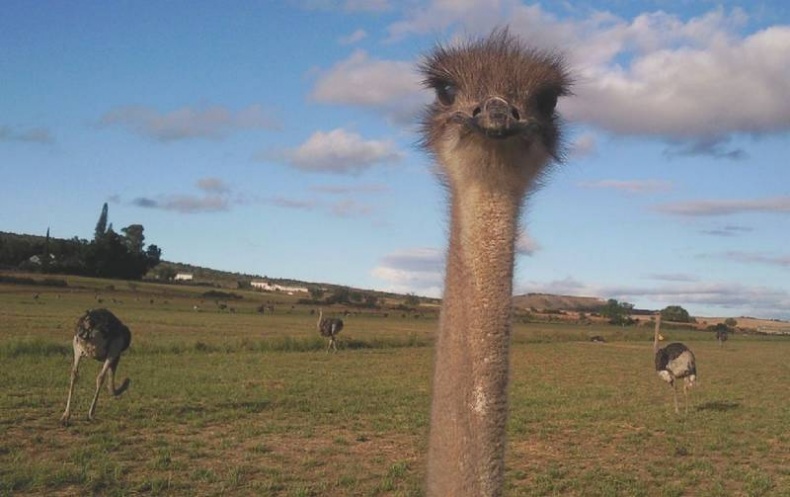 Иллюстрация к книге — Что такое Африка [i_310.jpg]