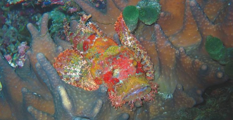 Иллюстрация к книге — Что такое Африка [i_311.jpg]