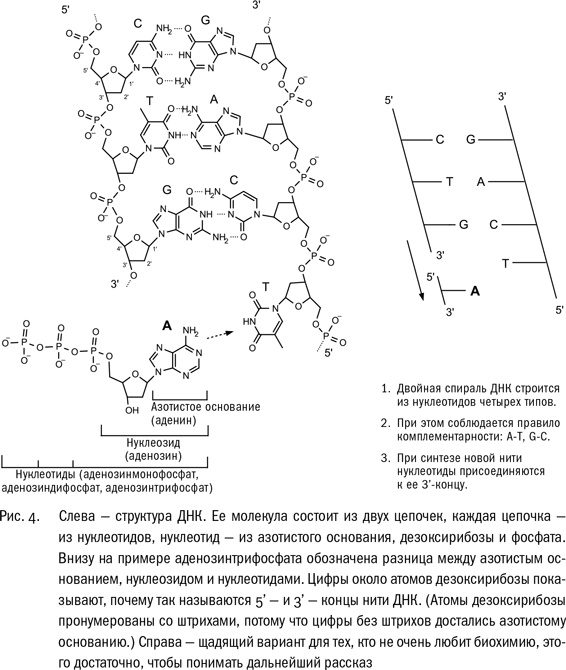 Иллюстрация к книге — ДНК и её человек. Краткая история ДНК-идентификации [i_005.jpg]