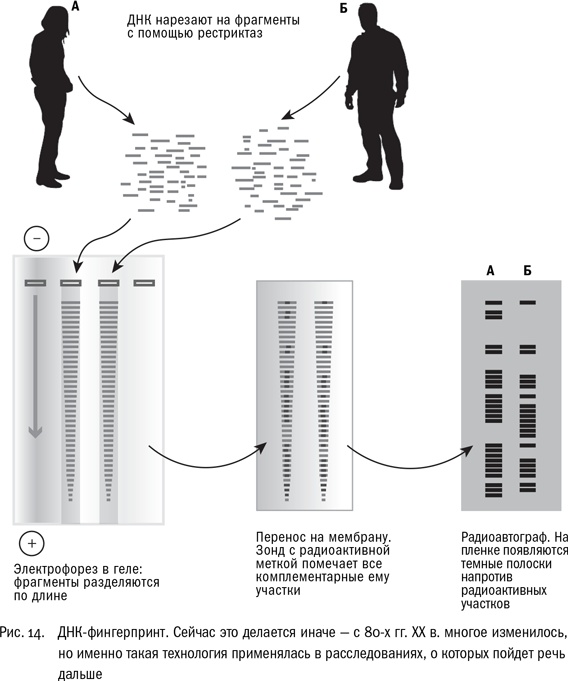 Иллюстрация к книге — ДНК и её человек. Краткая история ДНК-идентификации [i_014.jpg]