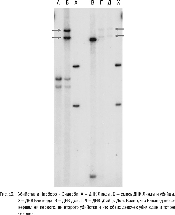 Иллюстрация к книге — ДНК и её человек. Краткая история ДНК-идентификации [i_016.jpg]