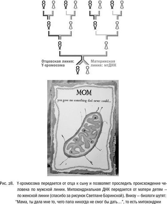 Иллюстрация к книге — ДНК и её человек. Краткая история ДНК-идентификации [i_028.jpg]