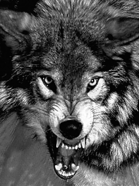 Иллюстрация к книге — Принцип воина [i_001.jpg]