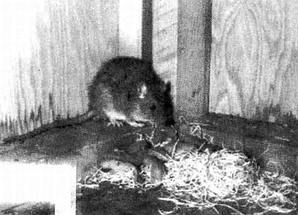 Иллюстрация к книге — Хитрее человека. Исчерпывающая история крысы и человеческая  цивилизация [_02.jpg]