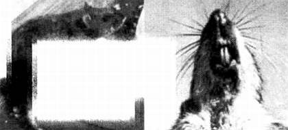 Иллюстрация к книге — Хитрее человека. Исчерпывающая история крысы и человеческая  цивилизация [_03.jpg]