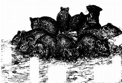 Иллюстрация к книге — Хитрее человека. Исчерпывающая история крысы и человеческая  цивилизация [_06.jpg]