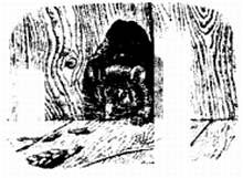 Иллюстрация к книге — Хитрее человека. Исчерпывающая история крысы и человеческая  цивилизация [_08.jpg]