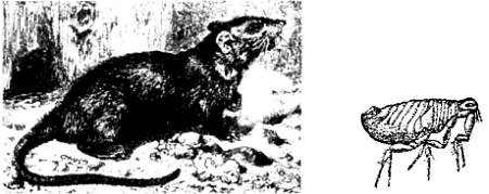 Иллюстрация к книге — Хитрее человека. Исчерпывающая история крысы и человеческая  цивилизация [_09.jpg]