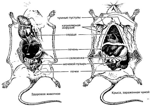 Иллюстрация к книге — Хитрее человека. Исчерпывающая история крысы и человеческая  цивилизация [_16.jpg]