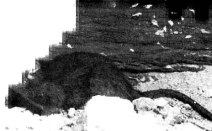 Иллюстрация к книге — Хитрее человека. Исчерпывающая история крысы и человеческая  цивилизация [_21.jpg]