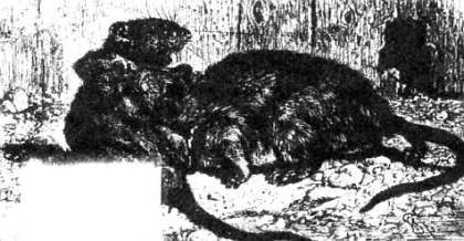 Иллюстрация к книге — Хитрее человека. Исчерпывающая история крысы и человеческая  цивилизация [_23.jpg]