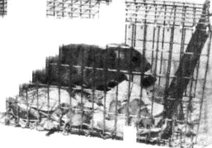 Иллюстрация к книге — Хитрее человека. Исчерпывающая история крысы и человеческая  цивилизация [_24.jpg]