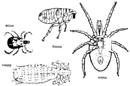 Иллюстрация к книге — Хитрее человека. Исчерпывающая история крысы и человеческая  цивилизация [_25.jpg]