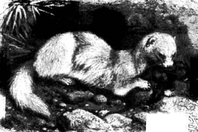 Иллюстрация к книге — Хитрее человека. Исчерпывающая история крысы и человеческая  цивилизация [_32.jpg]