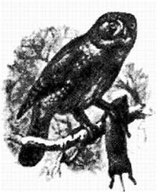 Иллюстрация к книге — Хитрее человека. Исчерпывающая история крысы и человеческая  цивилизация [_33.jpg]