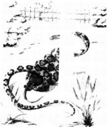 Иллюстрация к книге — Хитрее человека. Исчерпывающая история крысы и человеческая  цивилизация [_34.jpg]